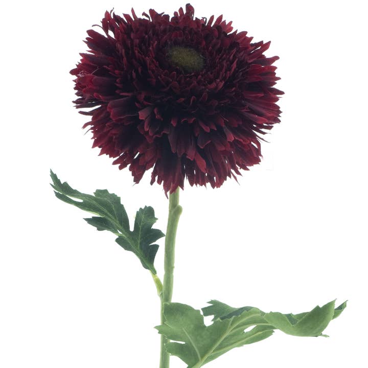 Wild gerbera spray burgundy tak for wholesale by DRYdecorations