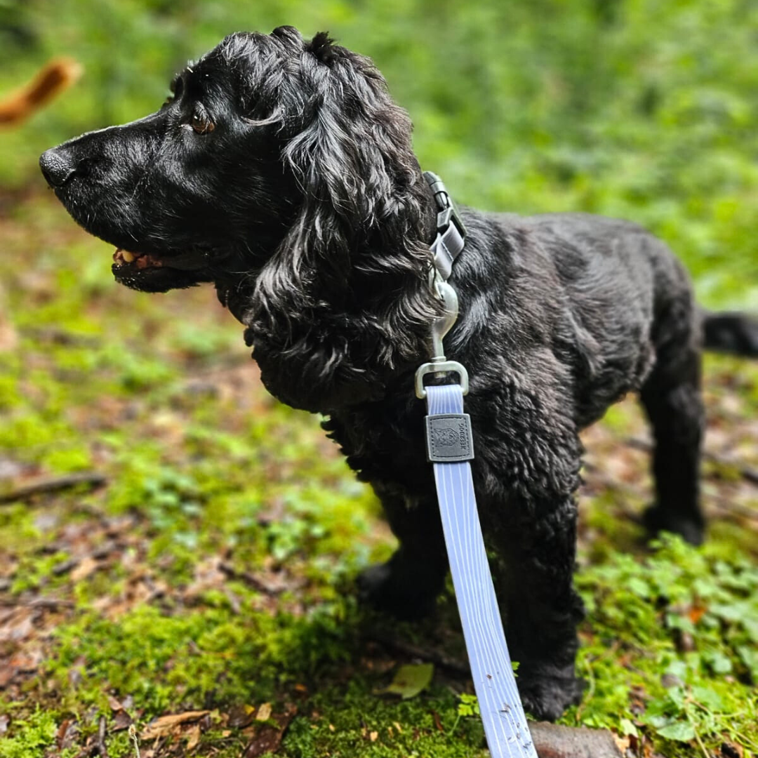 NEERDOG | Dog Harnesses | Dog Leads | Dog Collars | Coats – wholesale Pet leash – Dog – PVC Dog Lead | Waterproof Stink-Proofed Dog Lead - Blue1