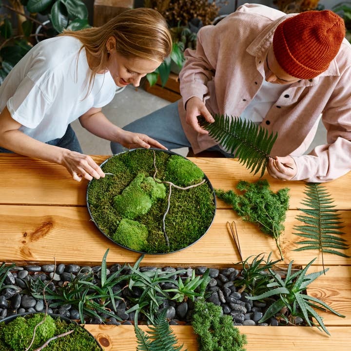 Mossify - Wholesale Live plant - Premium Preserved Reindeer Moss – Colorful Decorative Mix9