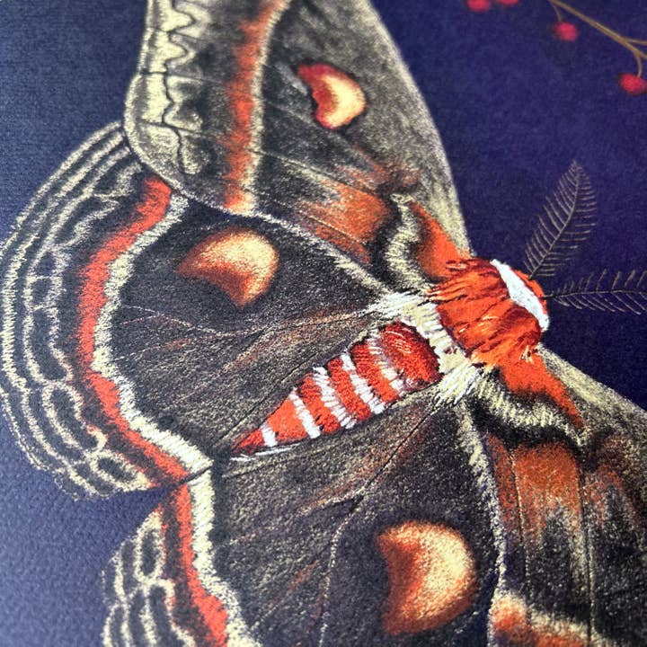 Moss and Mineral - Wholesale Art Print - Cecropia Moth, Scientific Illustration Botanical Print2