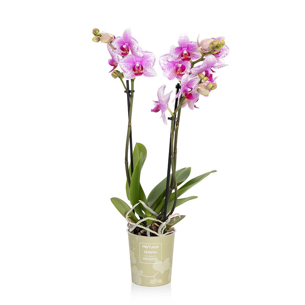 The Little Botanical – wholesale Live plant – Living Orchid moss in a concrete ceramic planter5