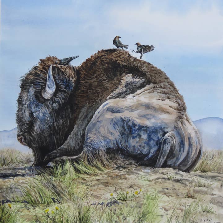 Single card "Bison Siesta" for wholesale by Sarah Drummond Art