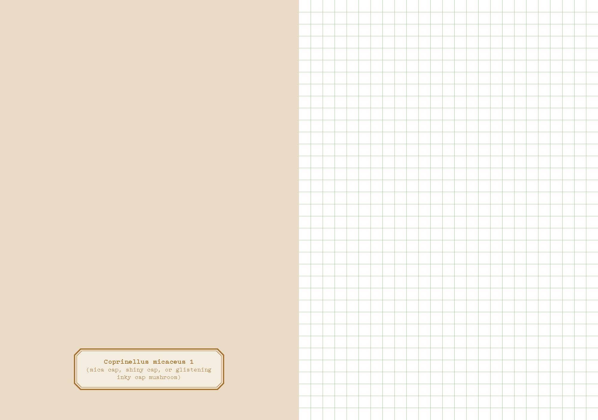 Chronicle Books - Wholesale Journal/Diary - Deep Dark Forest Mushroom Journal6