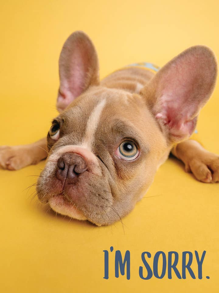 AP/Sorry Pup for wholesale by Greeting Cards by Norcard
