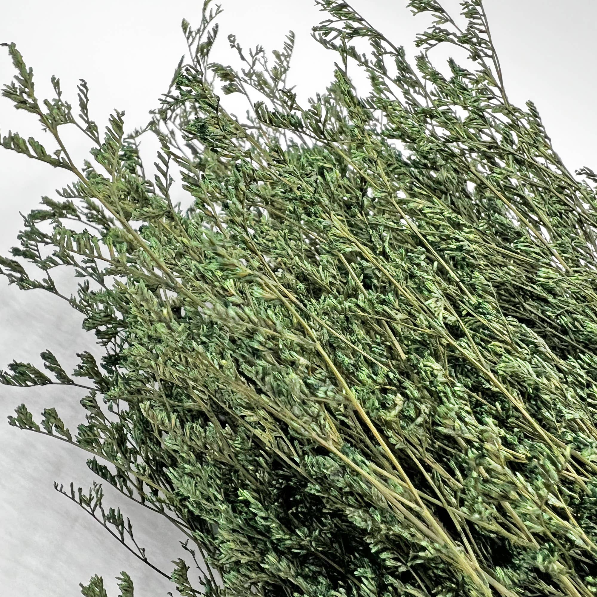 2626 Designs - Wholesale Dried/Pressed Flowers - Dried Preserved Valentin Grass Bouquet 21" Multiple Colors0