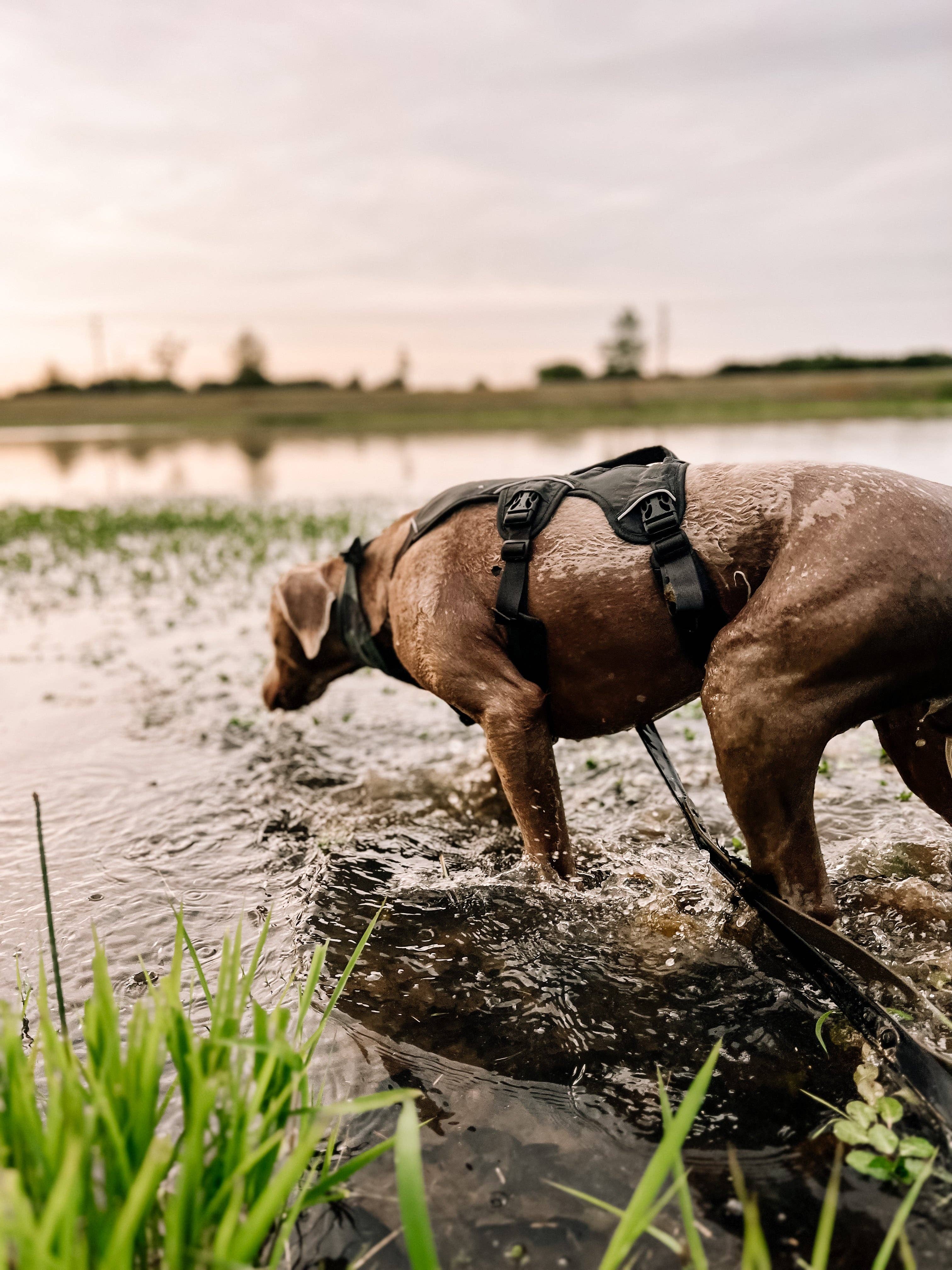 Ruff N' Fluff - Wholesale Pet Leash - Dog - 6 Ft. Adventure Proof Leashes1