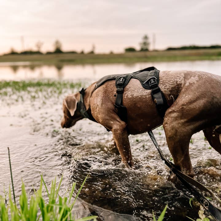 Ruff N' Fluff - Wholesale Pet Leash - Dog - 6 Ft. Adventure Proof Leashes1