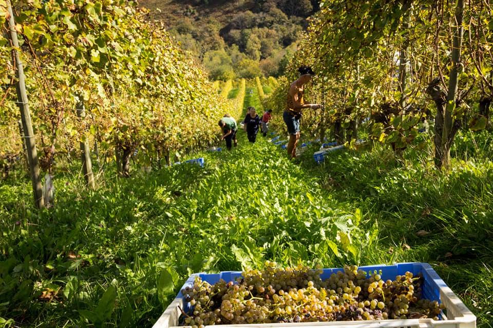 Mamie Jo - Wholesale White Wine - White wine Jurançon - Cuvée Amistat - 75 cl3