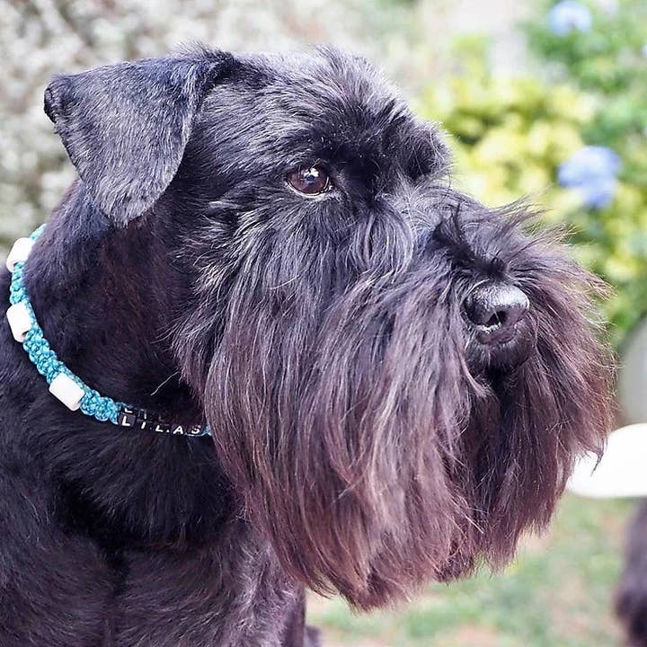 Coleira anti-carrapatos personalizável em cerâmica EM | Laissedewouf Diamond por atacado de Laisse de wouf