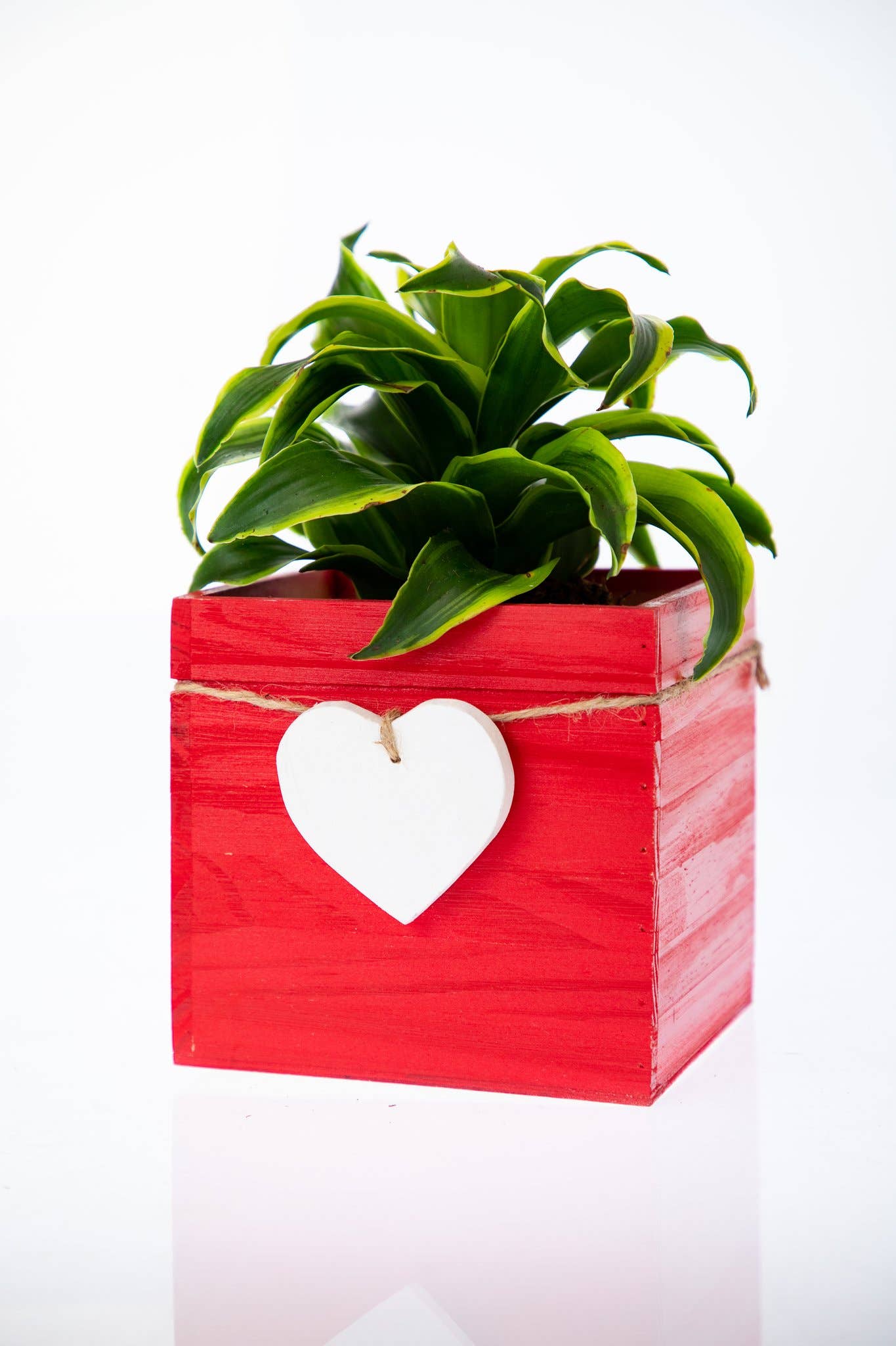 UNIMIX FLORAL - Vente Jardinière - Jardinières en bois/Conteneur - 3 couleurs assorties Cœur Saint-Valentin&Mday1