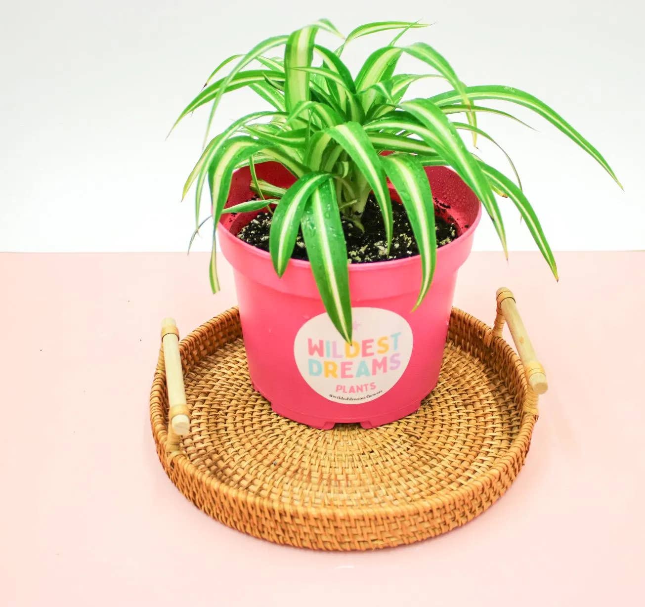 Wildestdreams.flowers - Wholesale Live plant - Chlorophytum mix - Spider plants Mixed 12cm