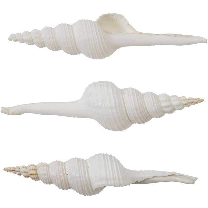 HS Seashells - Wholesale Decorative Tabletop Object - Distaff Spindle 5-6"1