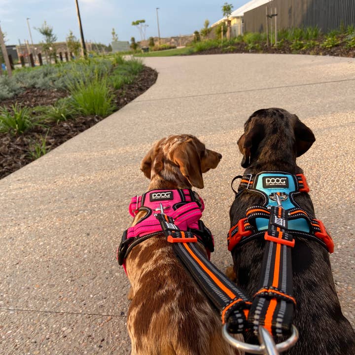 DOOG & Outback Tails & Country Tails - Wholesale Pet Harness - Dog - DOOG NEOTECH Control Harness - Beethoven