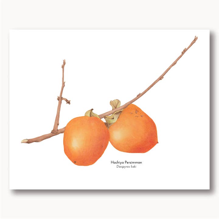 Persimmons Botanical Watercolor Giclée Print for wholesale by Sophie Tivona Paper