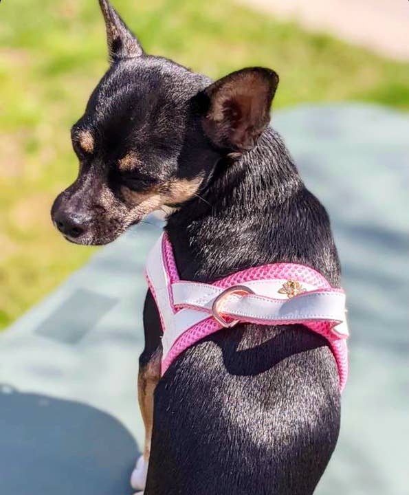 Puccissimé Pet Couture - Wholesale Pet Collar - Dog - My Baby Girl Collar, Bow Tie, Leash Dog Set2