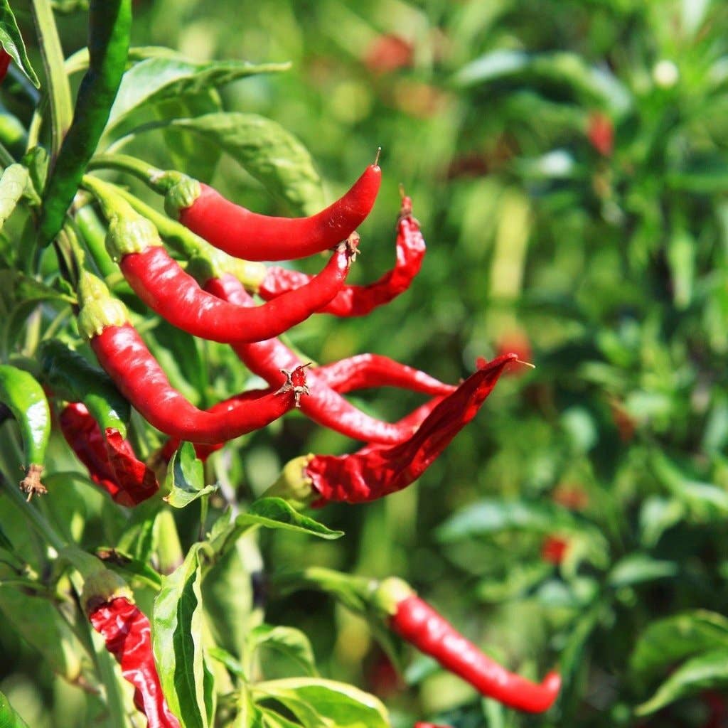 Sow True Seed - Wholesale Plant Seeds - Hot Pepper Seeds - Cayenne Long Red Thin1