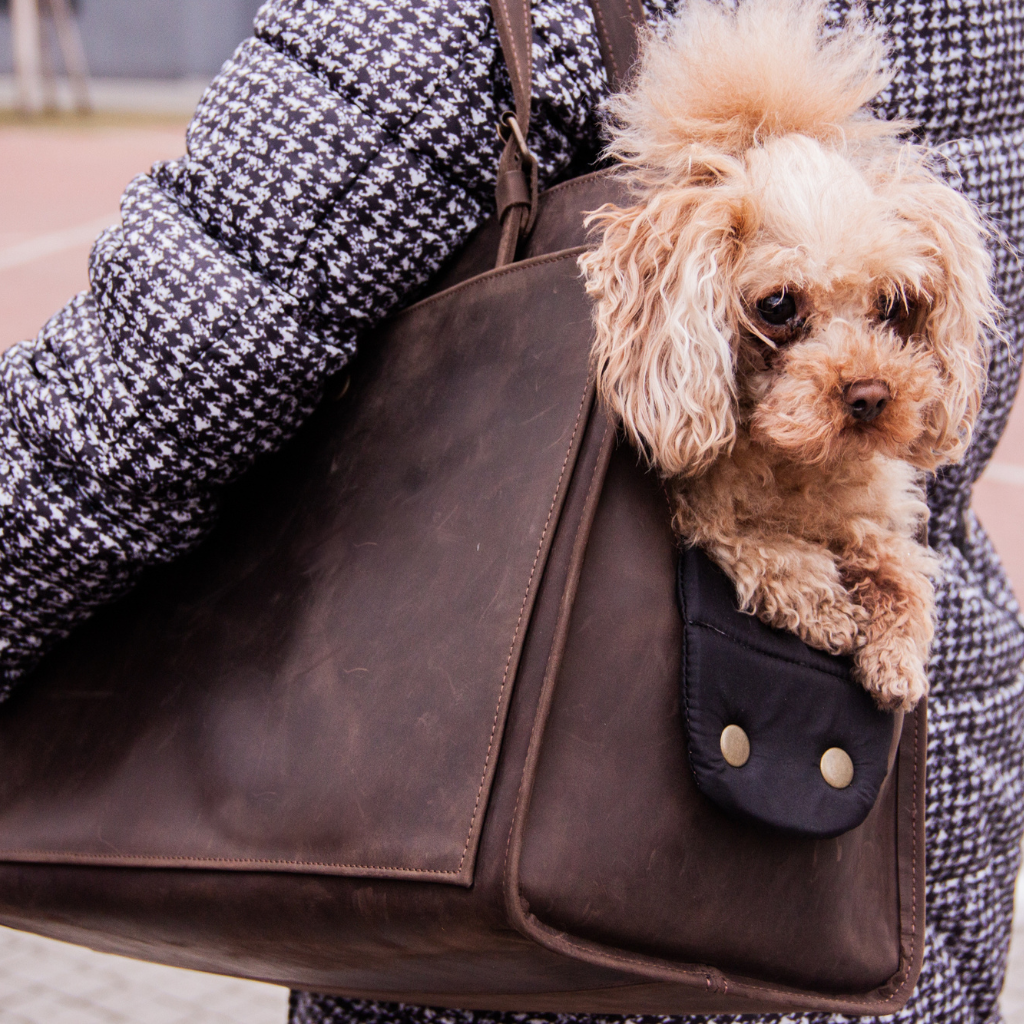 Pikore - Wholesale Pet Carrier - Dog - Dog Travel Bag0