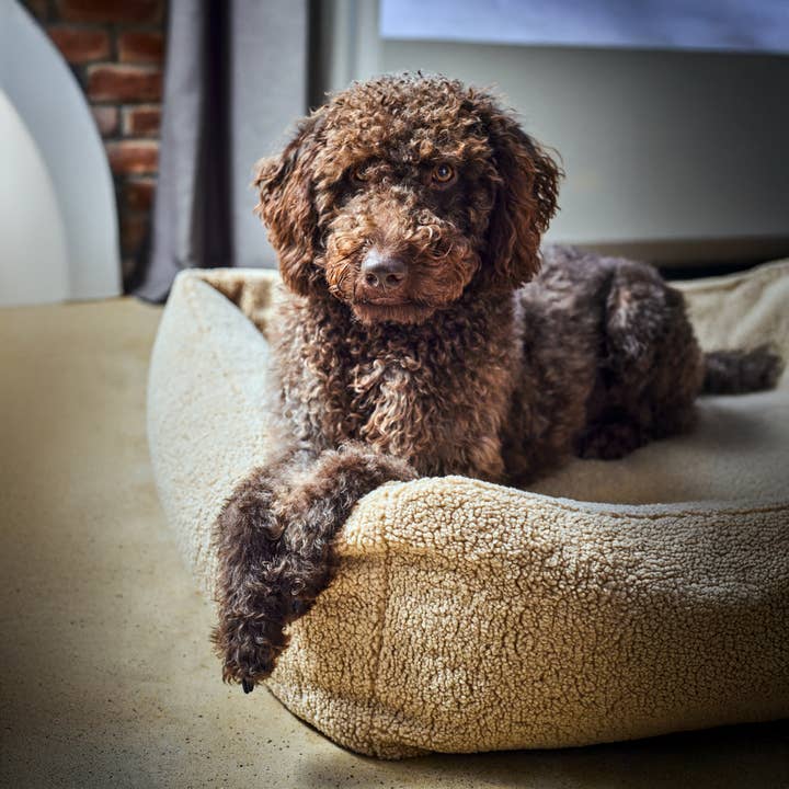 LABONI - Volentis GmbH - Wholesale Pet bed – Dog - TEDDY Classic Pet Bed - CREAM1