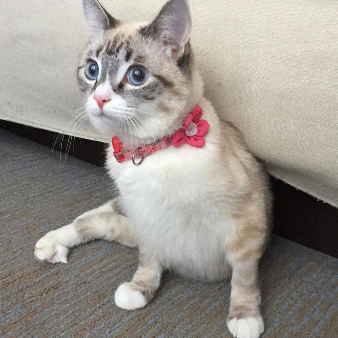 Lovely Cherry & Floral Cat Collar, 2 Pack for wholesale on Faire4