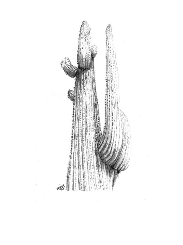 Impression d'art Saguaro par Katie Sevigny pour la vente par Sevigny Studio