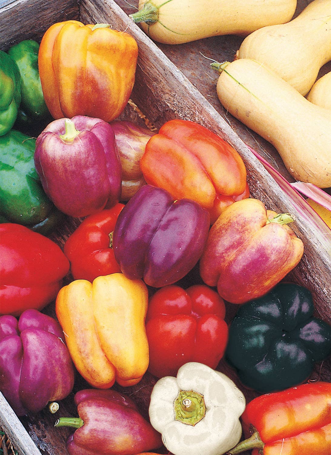 Bentley Seed Co. - Wholesale Plant Seeds - Pepper, Sweet Carnival Blend Seed Packets2