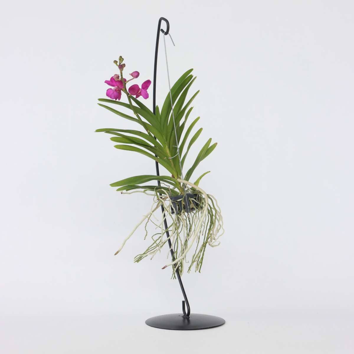 Oasis of Life - Wholesale Live Plant - Vanda Orchid – Vanda 'Pink' – Height 45–55cm (with stand 70cm) – Exclusive orchid with pink flowers & decorative stand – Tropical houseplant – Easy care & reblooming0