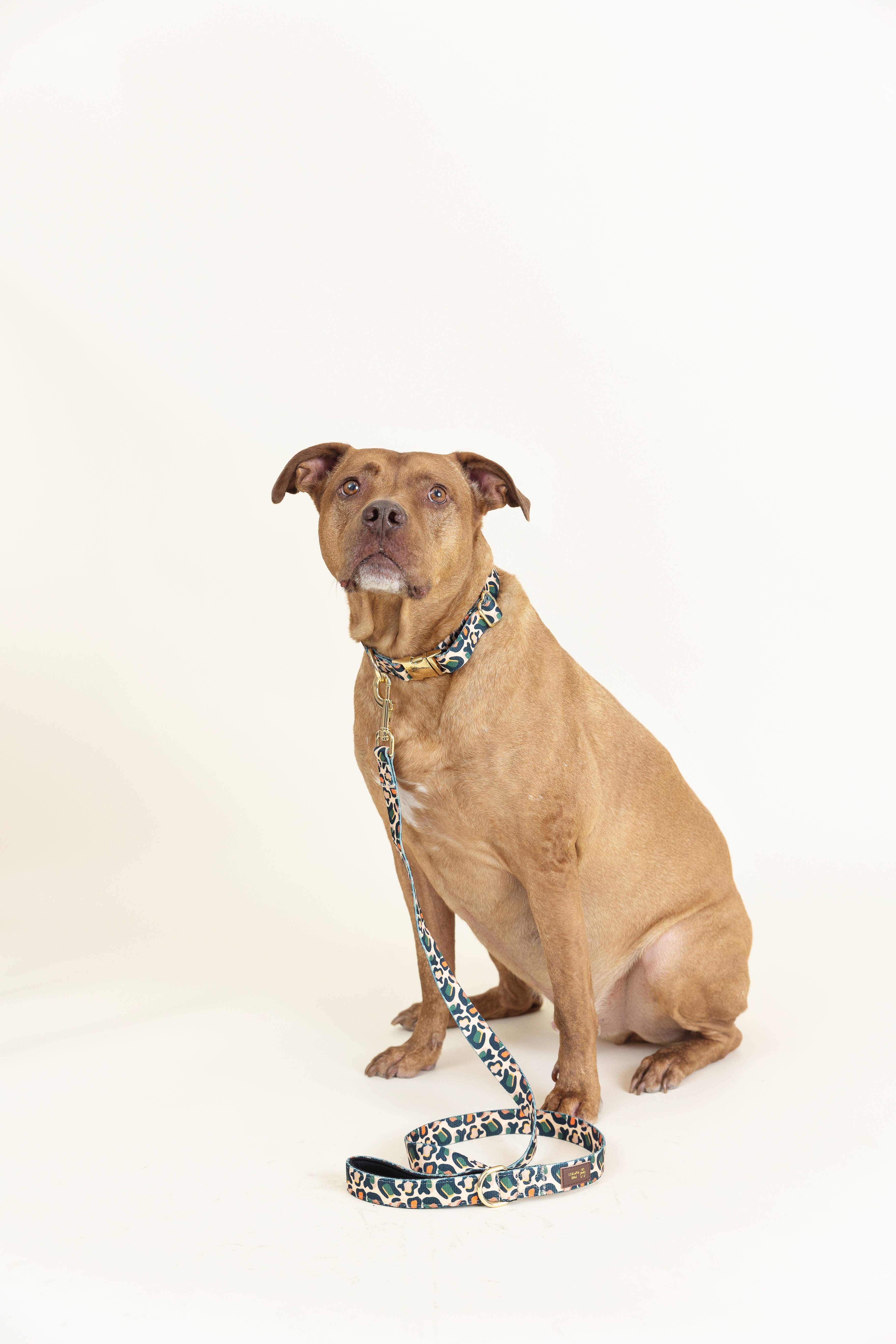 Pink Papyrus | Premium, Durable, & Stylish Dog Products - Wholesale Pet Collar - Dog - Beckett Dog Collar | Leopard Print Dog Collar | Dog Collar8