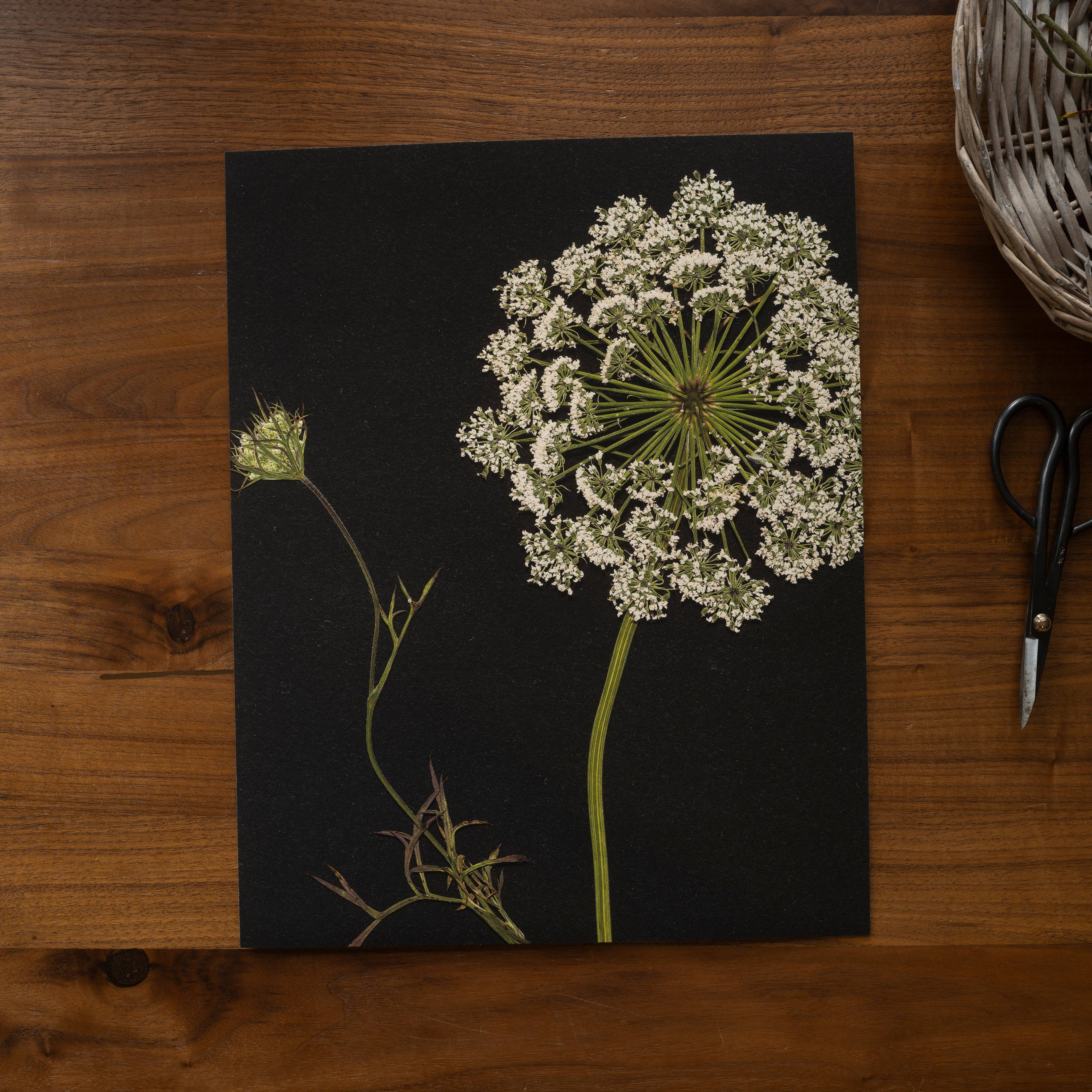 Hope Steinle Pressed Flower Art - Wholesale Art Print - Lace & Light2