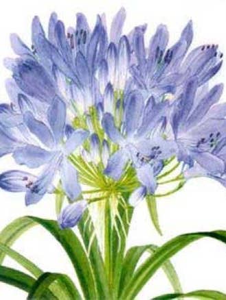 BLANK AGAPANTHUS GREETING CARD ARCHIVIST for wholesale by Notes & Queries, Inc.