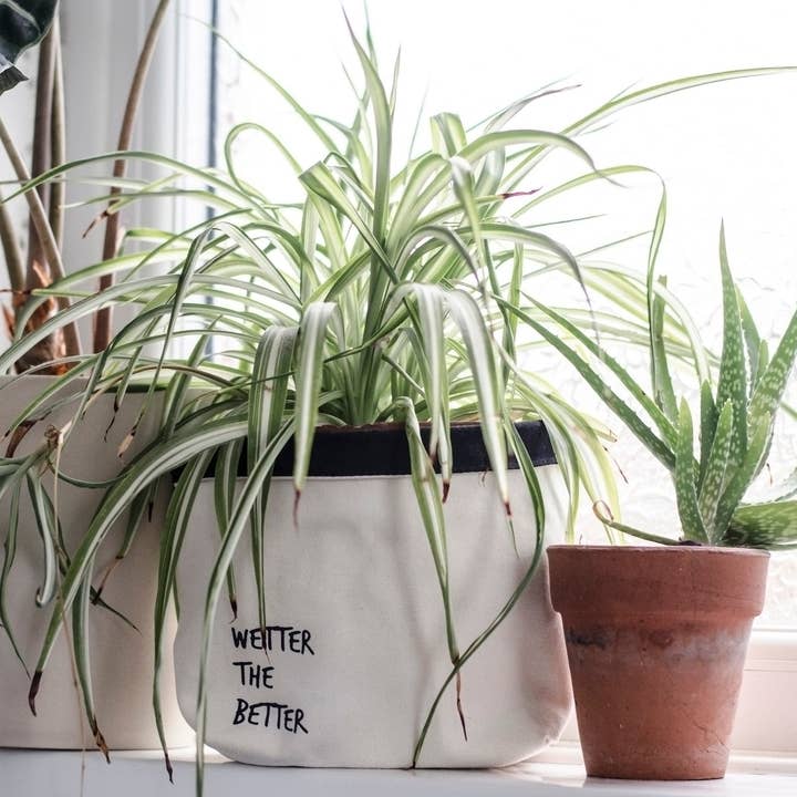 SWEARY VÄXTER Vätare Bättre/duk krukhållare för wholesale av F Bomb Designs