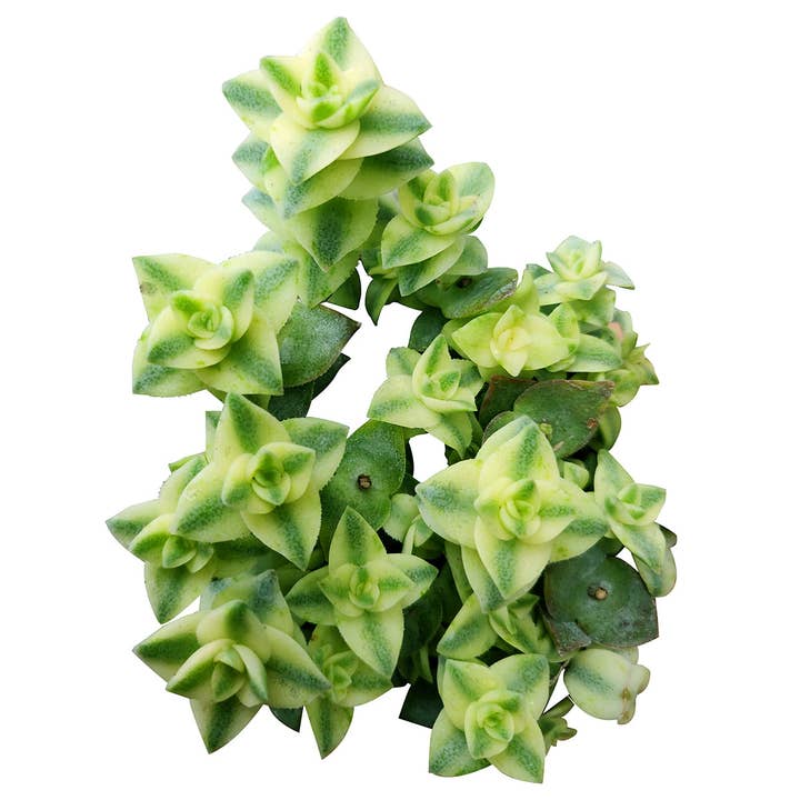 Best Plant Friend - Wholesale Succulent - Variegated String of Buttons - Live Succulent in 2in/4in Pot1