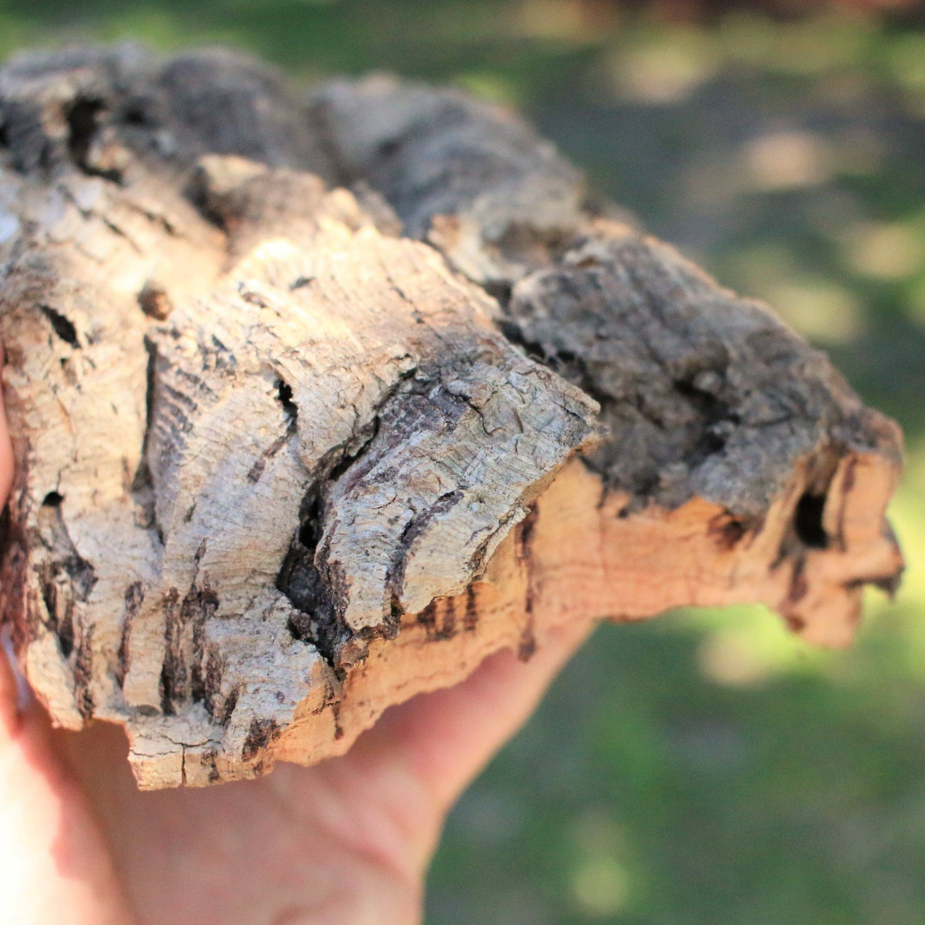 Air Plant Shop - Wholesale Live Plant - Virgin Cork Bark Slabs By the Pound3