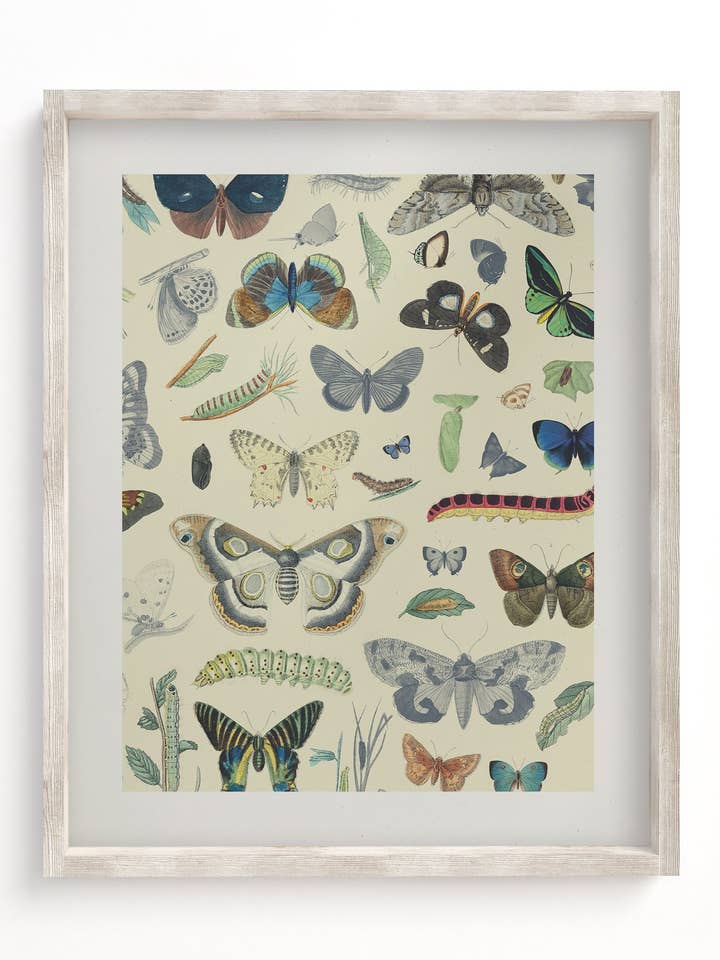 Assiette papillon 1 musée pour la vente par Cognitive Surplus