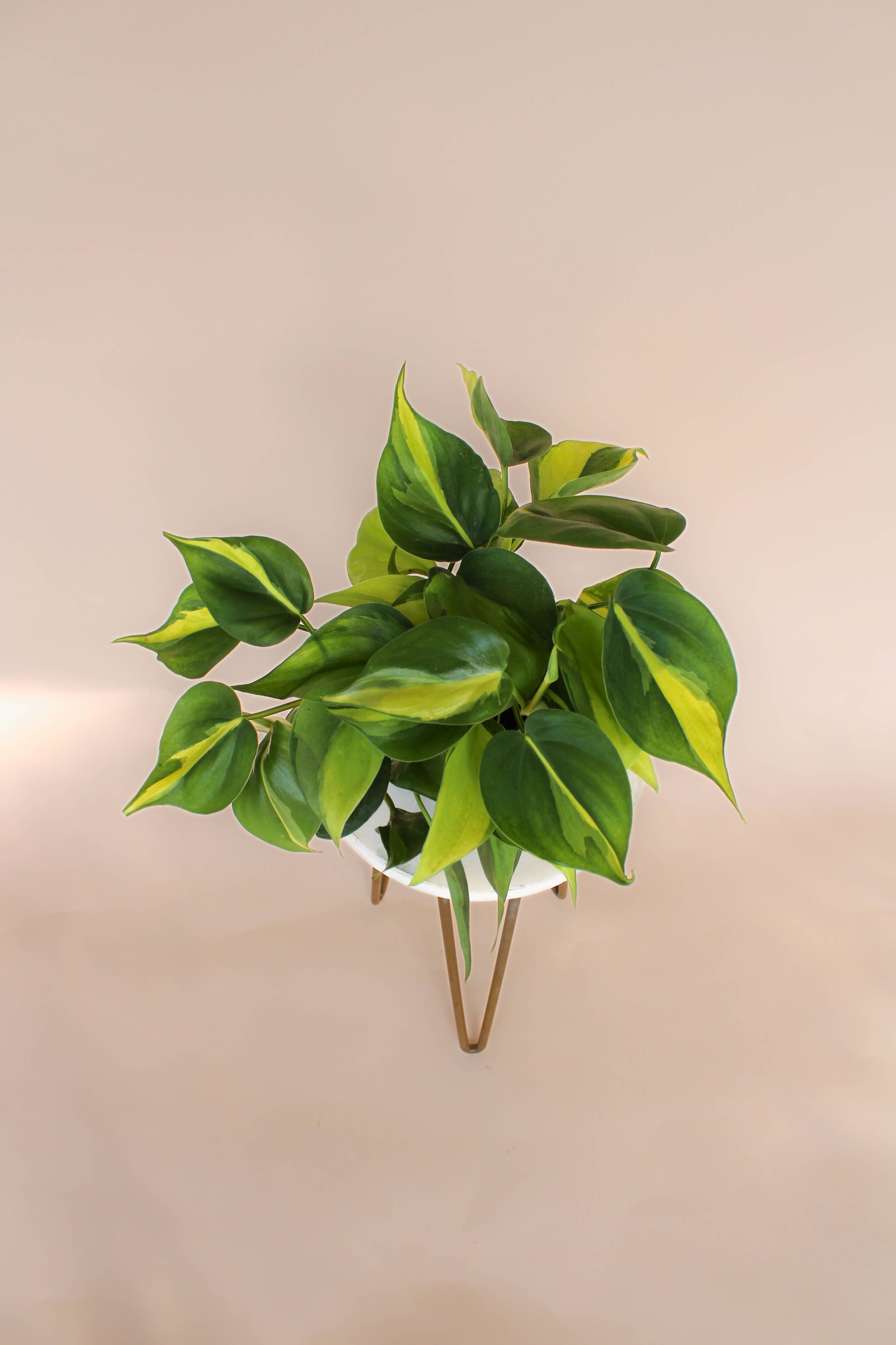 Hidden Valley Ranch & Nursery Inc - Wholesale Live Plant - 4" Philodendron Brasil -Philodendron Hederaceum ‘Brasil’ 🪴2