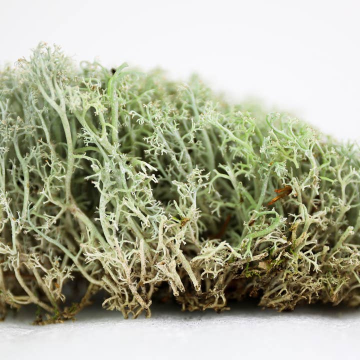 Mossify - Wholesale Live Plant - Lichen – Live or Dormant Clumps for Terrariums & Landscaping4