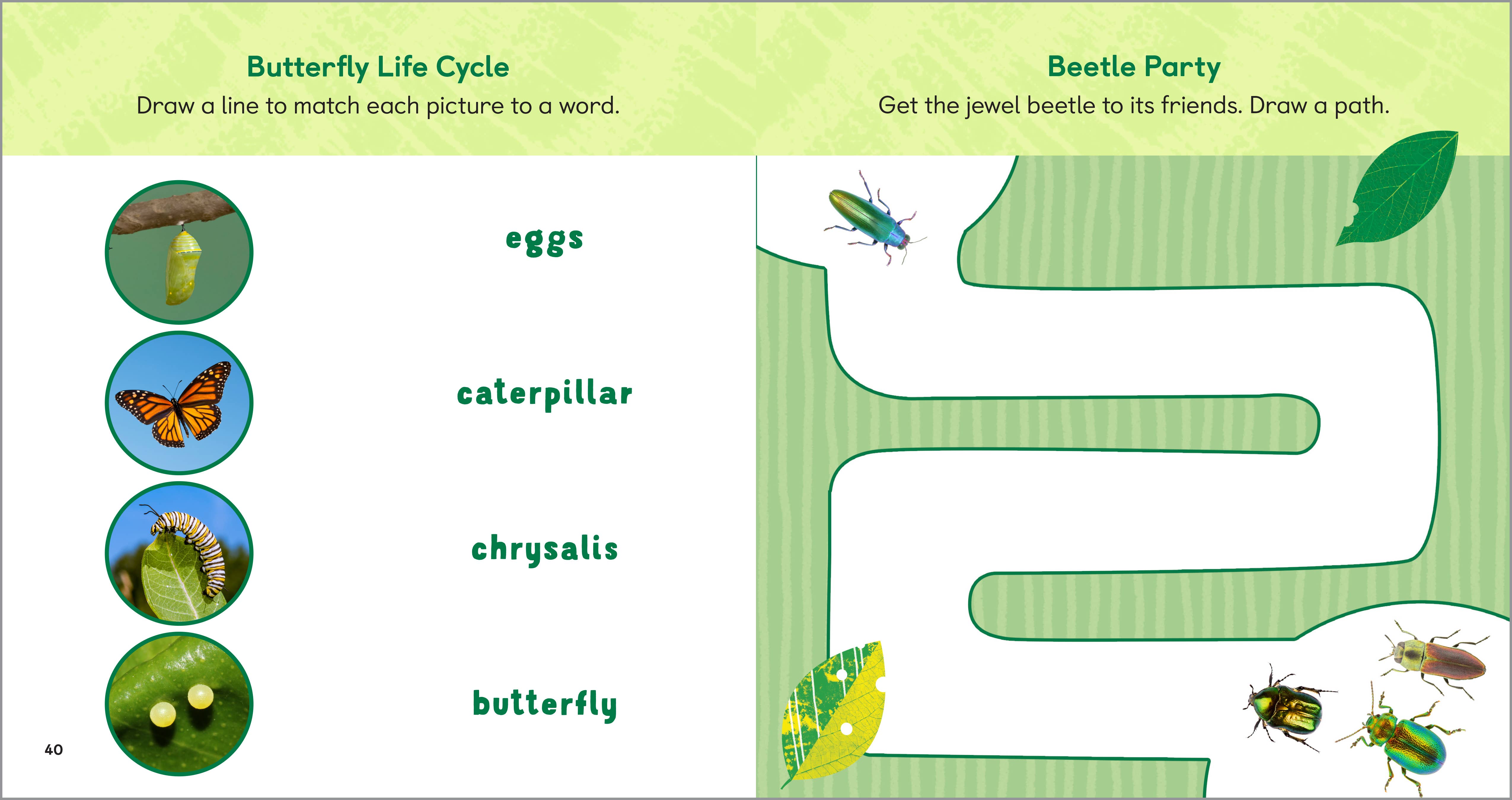 Sourcebooks - Wholesale Nature & Outdoors - Backyard Bug Book for Kids3