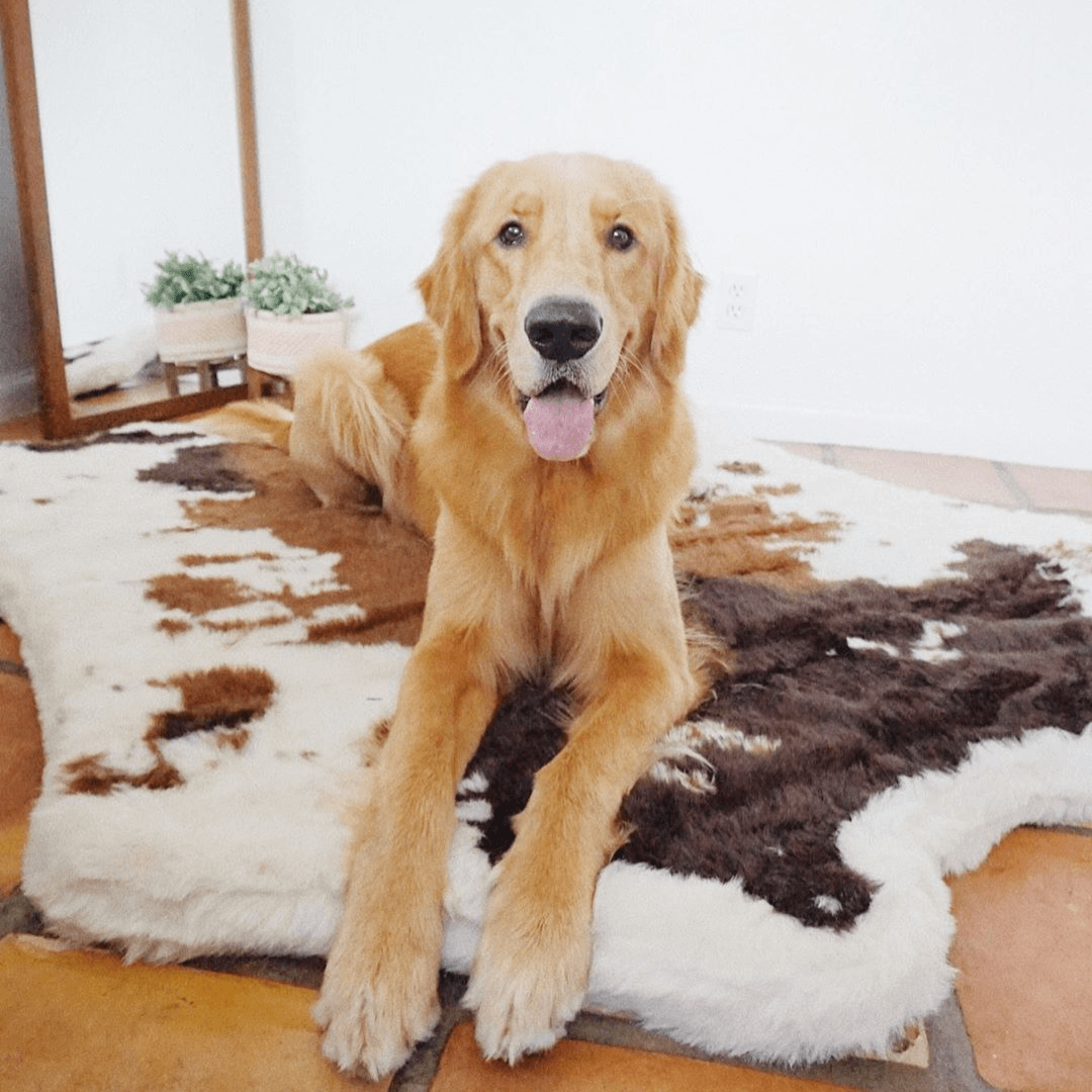 Paw Brands - Wholesale Pet Bed - Dog - PupRug™ Animal Print Memory Foam Dog Bed - Brown Faux Cowhide9