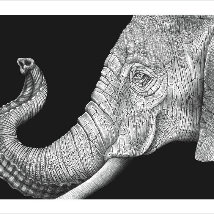 Pomegranate - Wholesale Coloring & Activity Book - Adult - Intricate Ink: Animals in Detail Coloring Book1