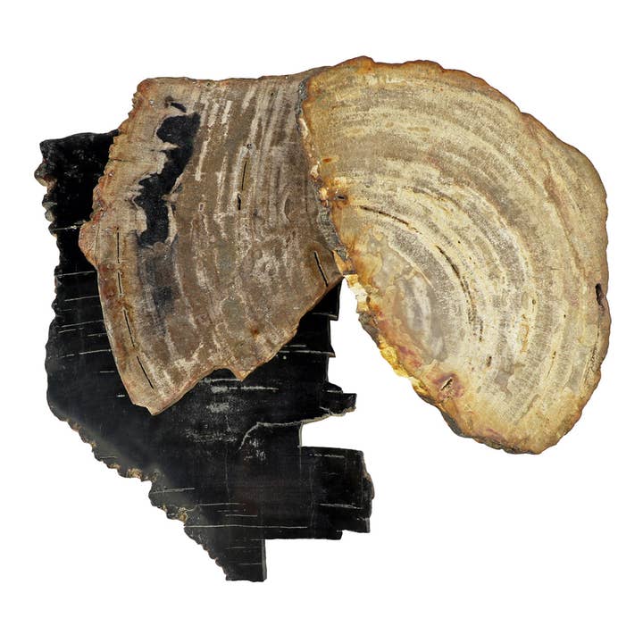 Petrified Wood Coaster for wholesale by Blue Ocean Traders