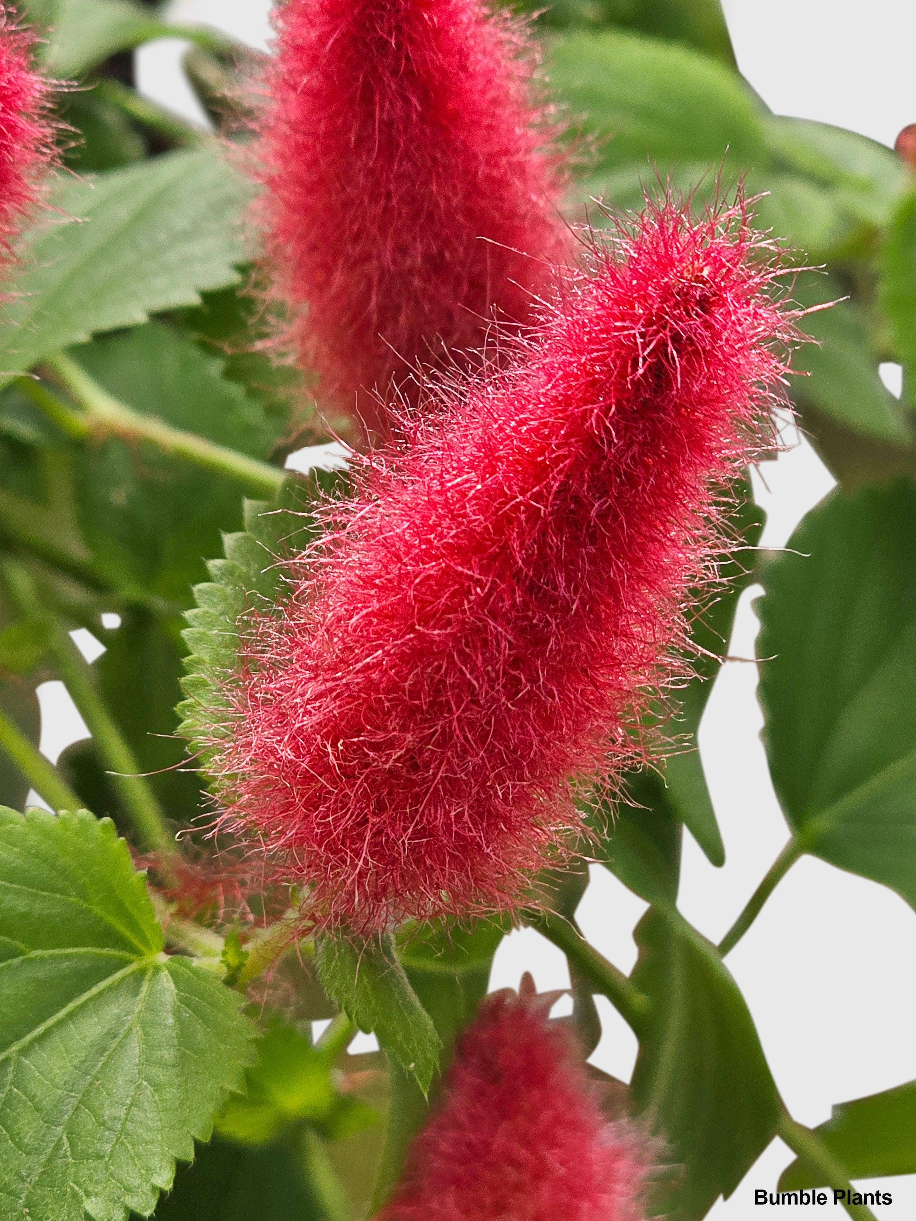Bumble Plants - Wholesale Live Plant - Chenille Acalypha Hispida 'Red Hot Cat's Tail'5