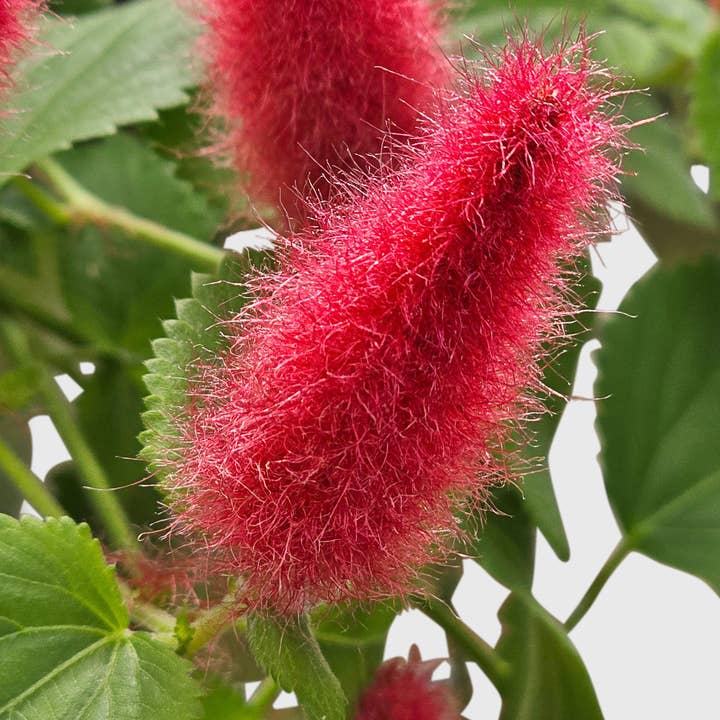 Bumble Plants - Wholesale Live Plant - Chenille Acalypha Hispida 'Red Hot Cat's Tail'5