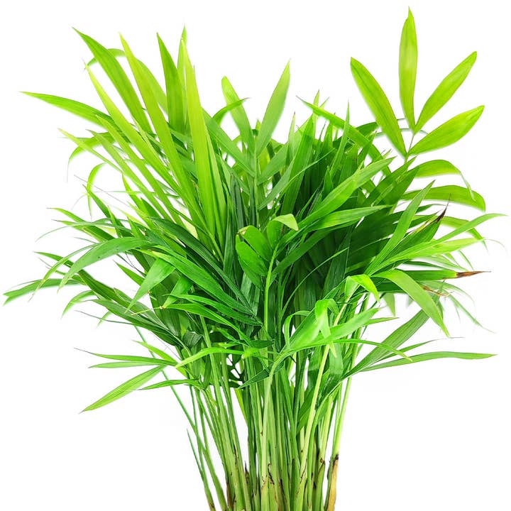 Best Plant Friend - Wholesale Live Plant - Neanthe Bella Palm - Air-purifying Live Plants - 4/6in Pot