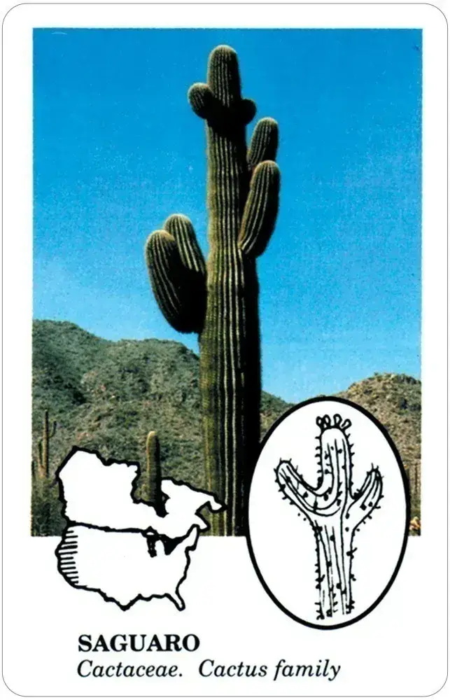 U.S. Games Systems Inc. – Cartas de jogar por atacado – Cartas de Baralho Comestíveis Wild Foods3