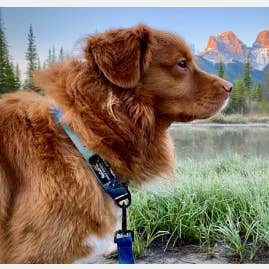 Rocky Mountain Dog - Wholesale Pet Collar - Dog - Canmore Alpine Dog Collar