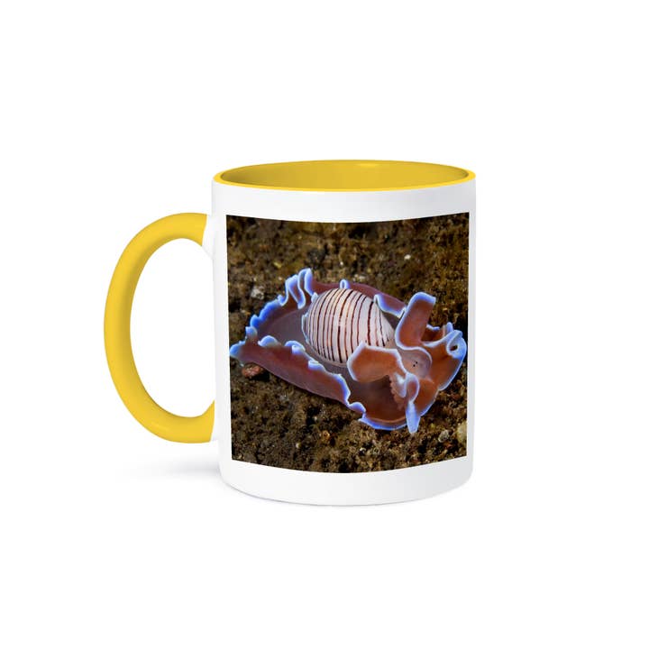 3dRose - Wholesale Coffee Mug - 3dRose, Indonesia, Pantar Island, mollusk, marine life-AS11 BJA0098 - Janyes Gallery, Mug