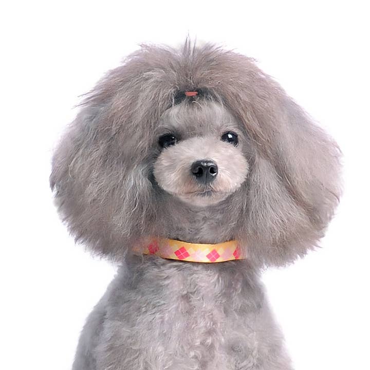 Dogo Pet - Wholesale Pet Collar - Dog - Contempo Collar & Leash Combo - Weekly Special Limit 2/Store