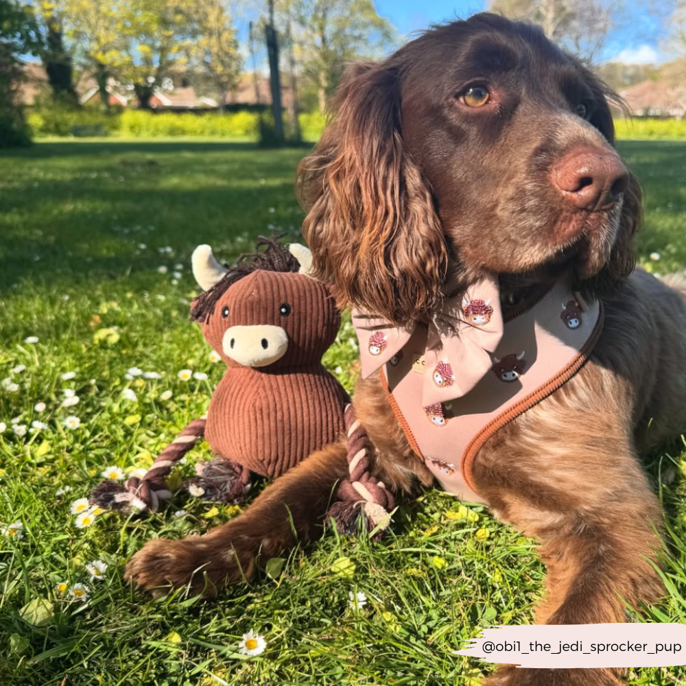 Cocopup London - Wholesale Pet Harness - Dog - Harold the Highland Cow Adjustable Neck HARNESS33