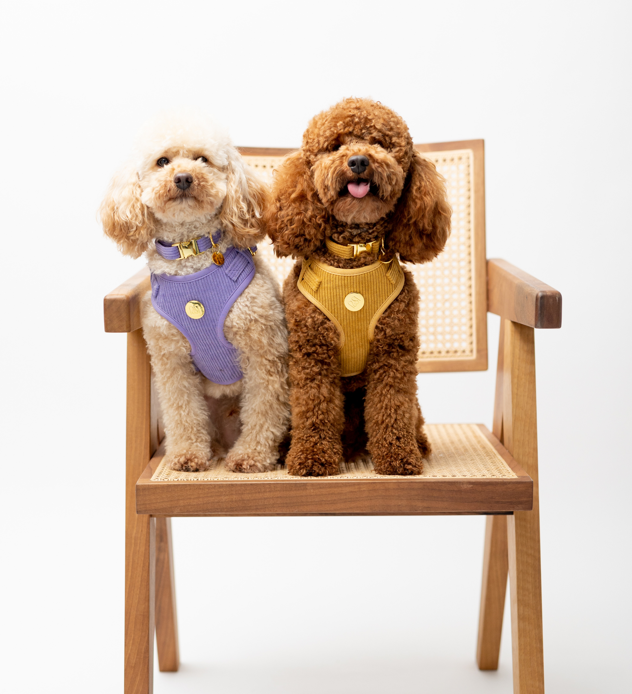 Moniandme – Großhandel Haustiergeschirr – Hund – Weiches Hundegeschirr aus Pastell-lila Cord3