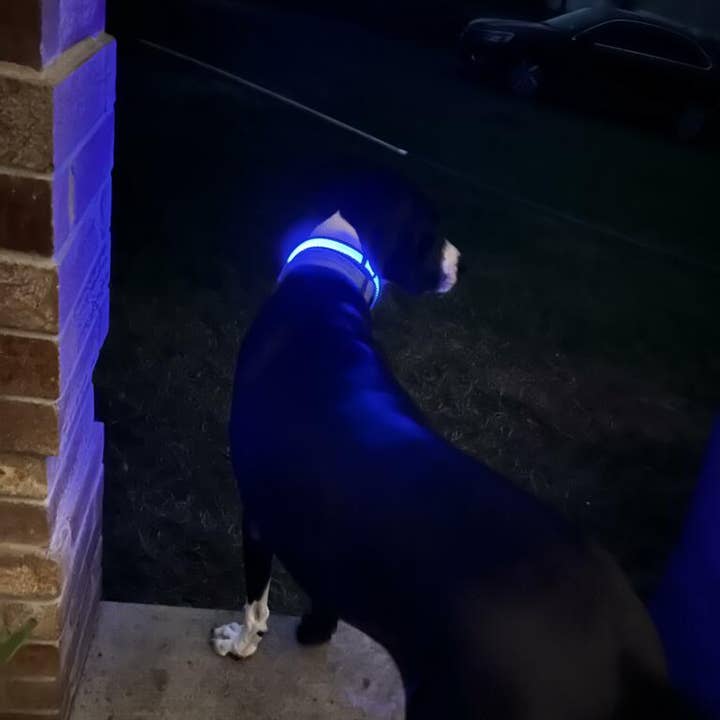 Puppy LED - Wholesale Pet Collar - Dog - LED Dog Collar16