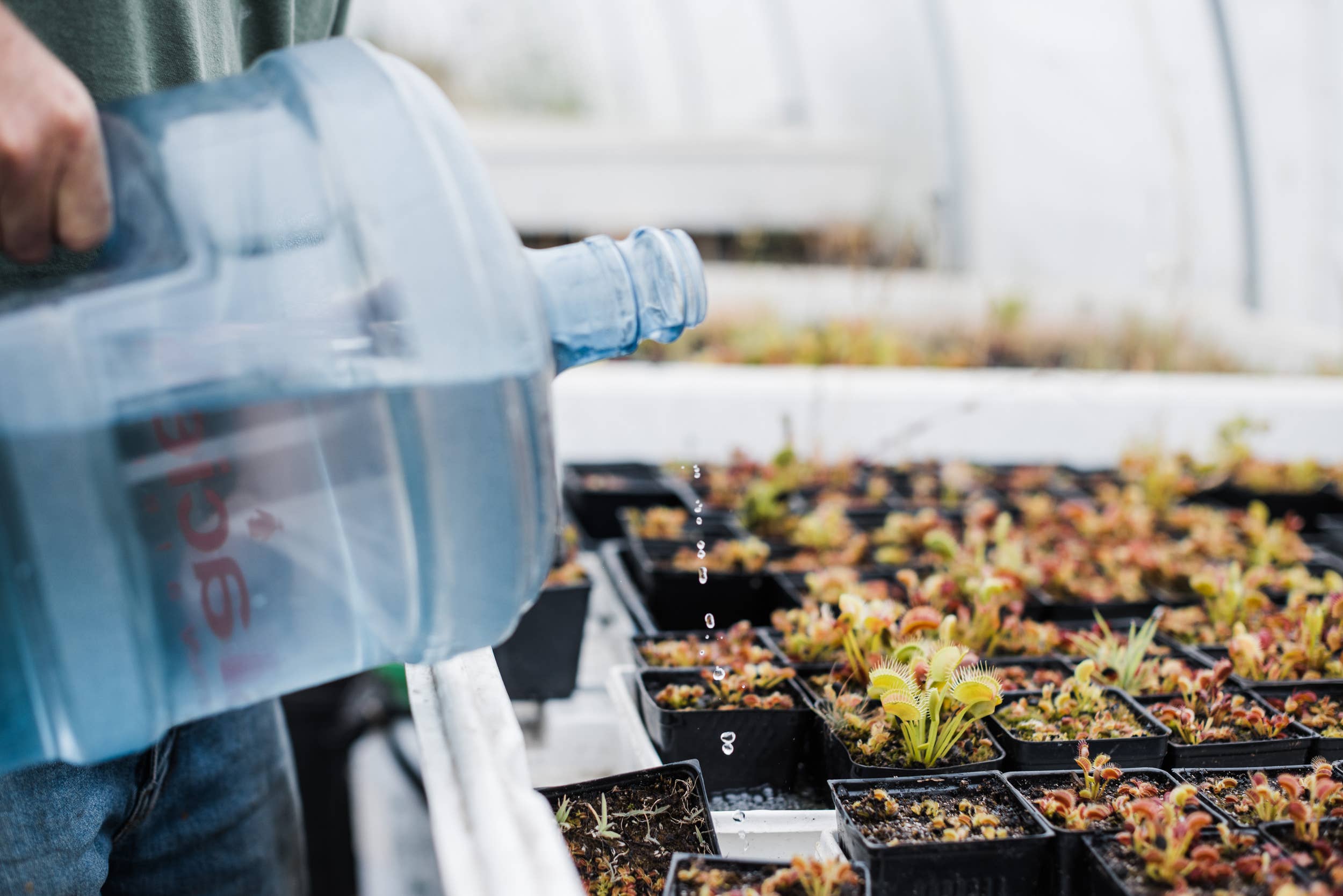 The Jonsteen Company - Wholesale Plant Seeds - Venus Flytrap | Seed Grow Kit10